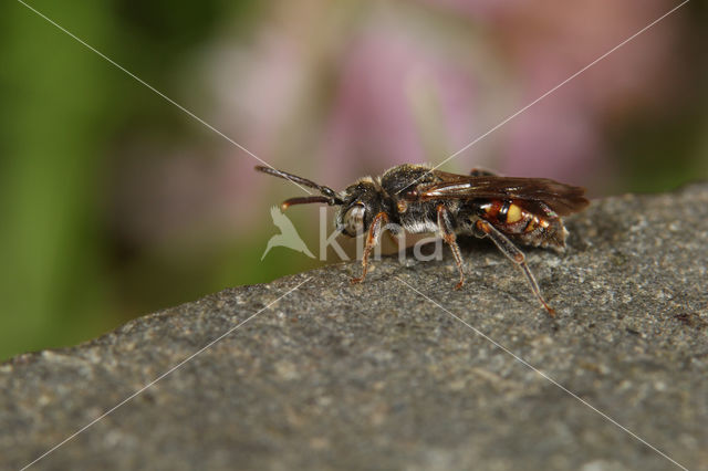 Wasp-bee (Nomada fuscicornis)