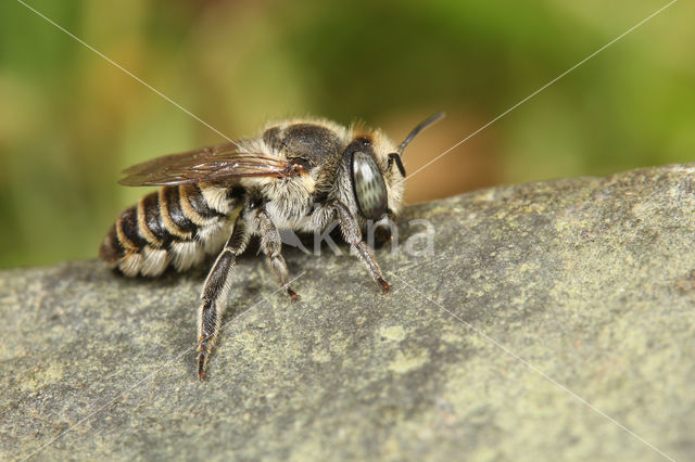 Rotsbehangersbij (Megachile pilidens)