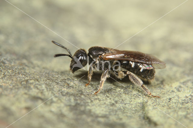 Lasioglossum interruptum