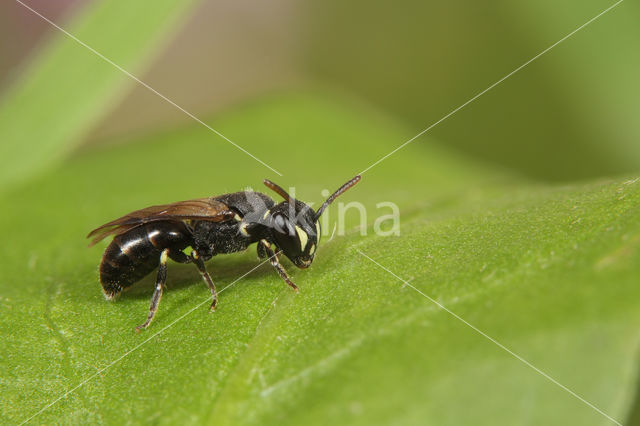 Stipmaskerbij (Hylaeus styriacus)