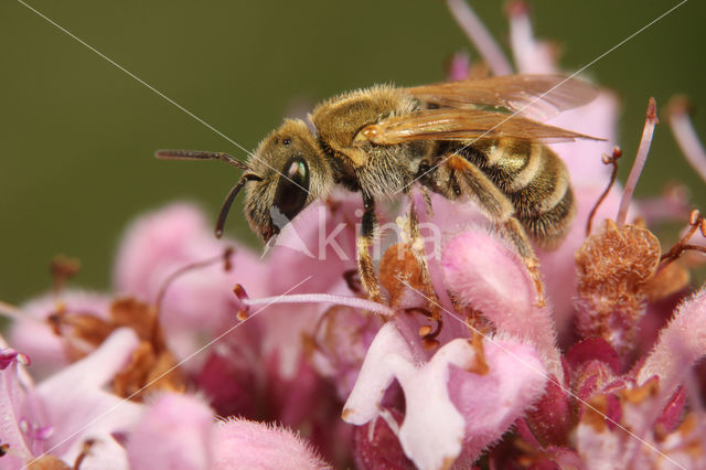 Halictus subauratus