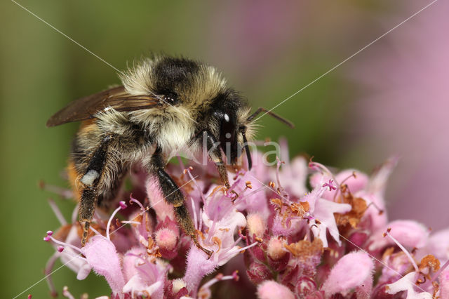 Boshommel (Bombus sylvarum)