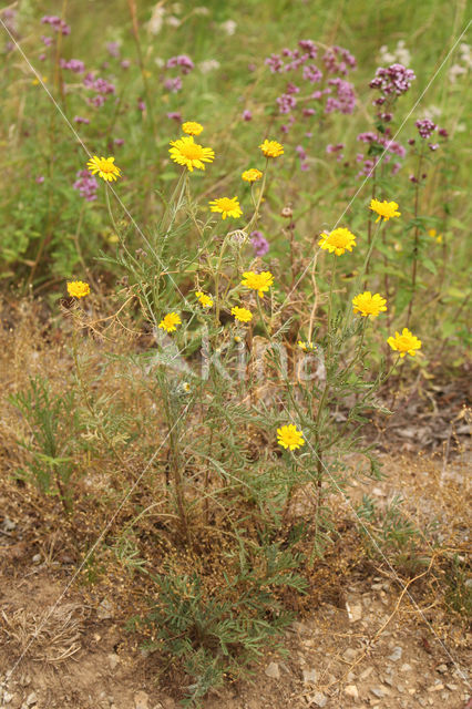 Gele kamille (Anthemis tinctoria)