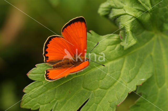 Morgenrood (Lycaena virgaureae)