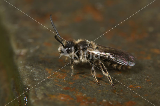 Gewone klokjesglansbij (Dufourea dentiventris)