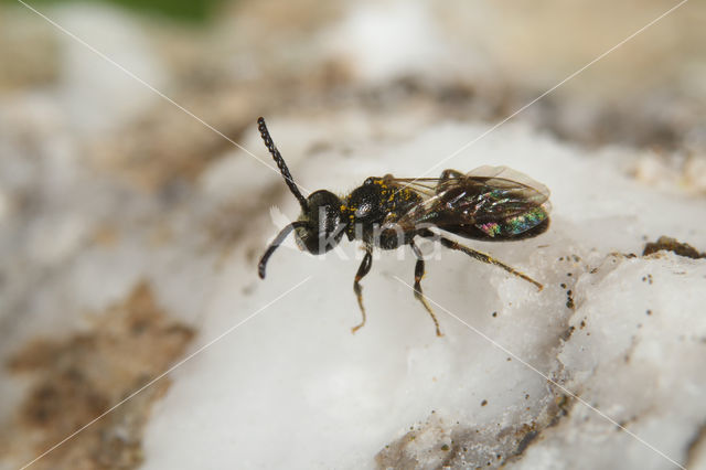 Sphecodes puncticeps