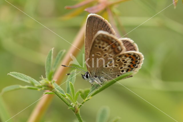 Silver Studded Blue (Plebejus argus)