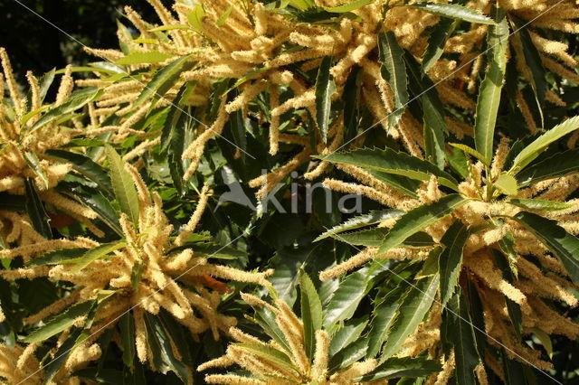 Sweet Chestnut (Castanea sativa)