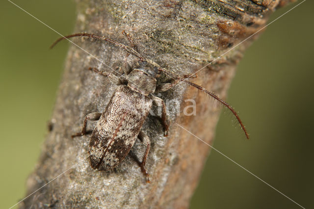 eiken-ruigsprietboktor (Exocentrus adspersus)