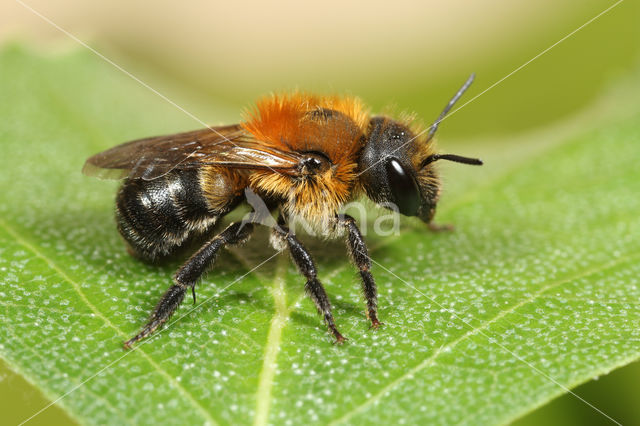 Bosmetselbij (Osmia uncinata)