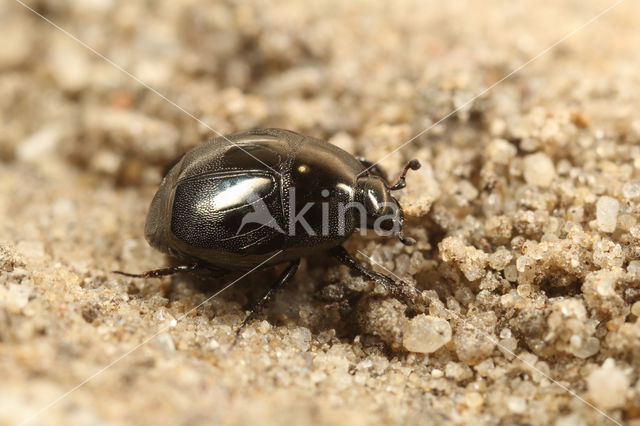 Saprinus aeneus