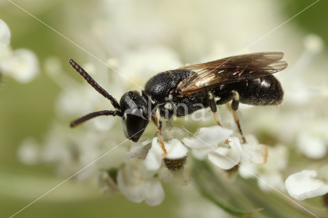 Kleine lookmaskerbij (Hylaeus leptocephalus)