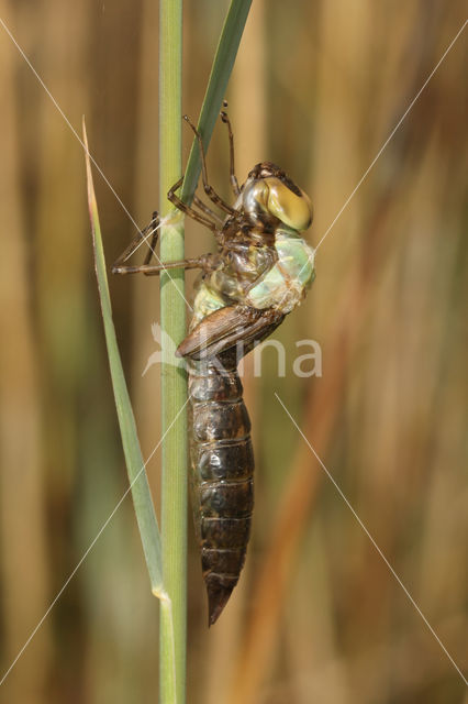 Zadellibel (Anax ephippiger)