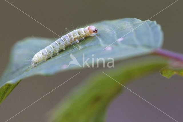 Voorjaarskortvleugelmot (Diurnea fagella)