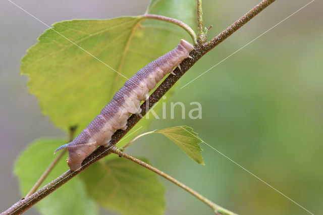 Lime Hawk-moth (Mimas tiliae)