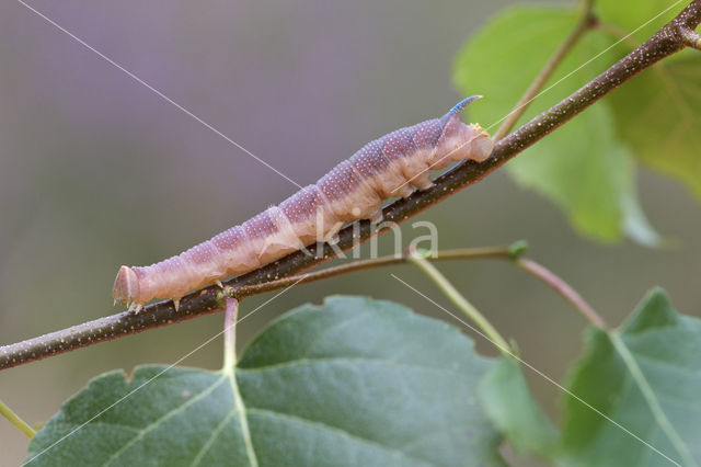 Lime Hawk-moth (Mimas tiliae)