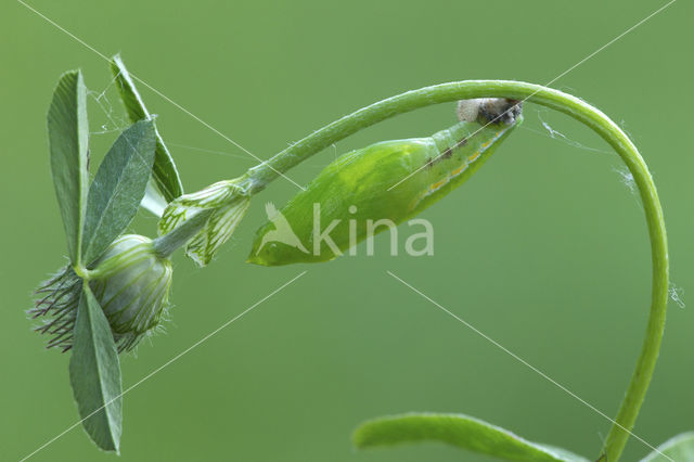 Gele luzernevlinder (Colias hyale)