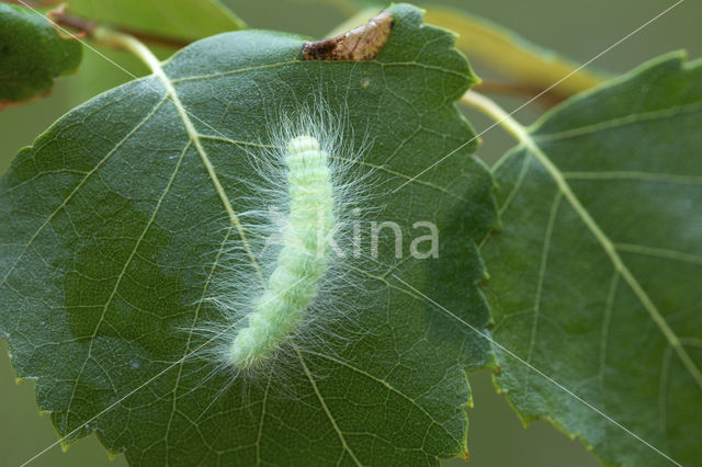 Schaapje (Acronicta leporina)