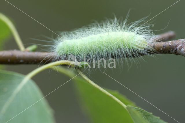 Schaapje (Acronicta leporina)