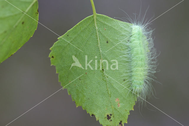 Schaapje (Acronicta leporina)