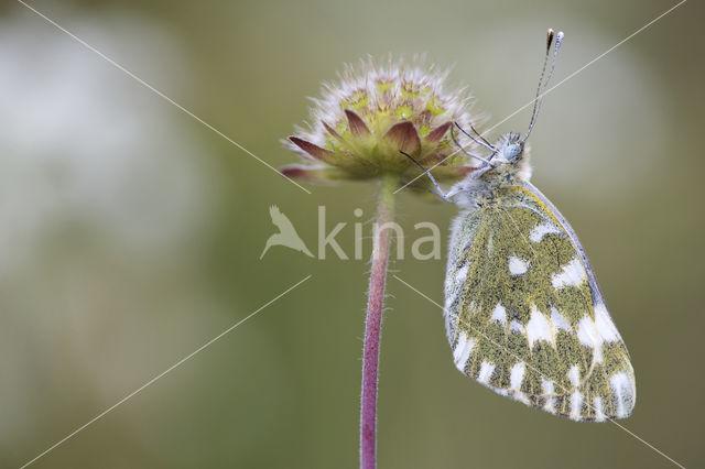 Bath White (Pontia daplidice)