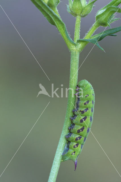 Hommelvlinder (Hemaris tityus)