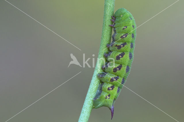 Hommelvlinder (Hemaris tityus)