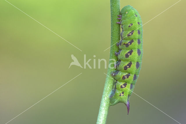 Hommelvlinder (Hemaris tityus)