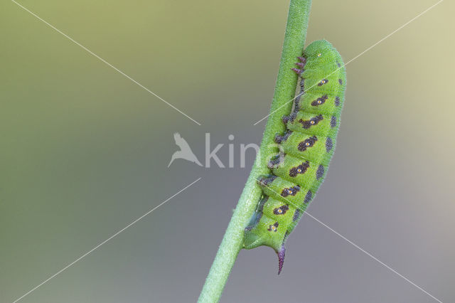 Hommelvlinder (Hemaris tityus)