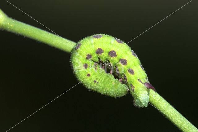 Hommelvlinder (Hemaris tityus)