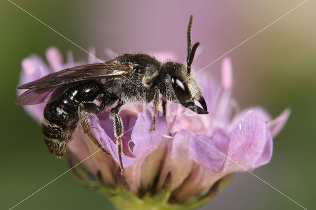 Grote Bandgroefbij (Lasioglossum majus)