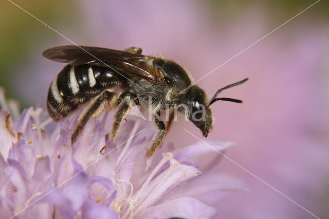 Grote Bandgroefbij (Lasioglossum majus)