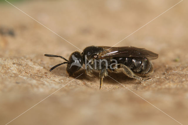 Lasioglossum quadrisignatum