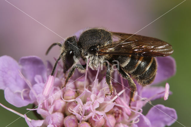 Geelgerande tubebij (Stelis punctulatissima)