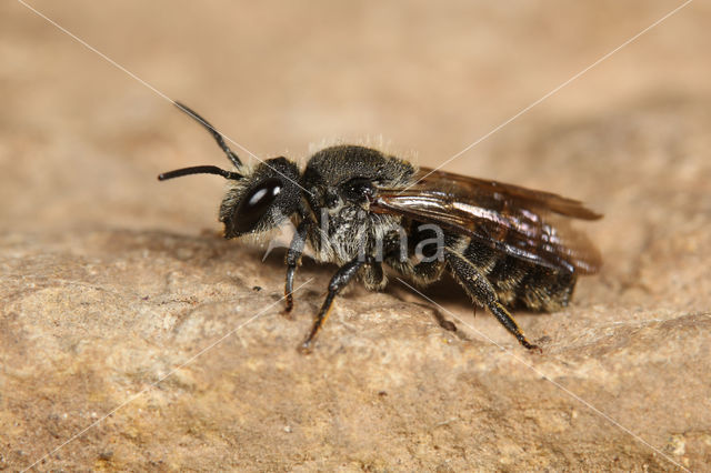 Geelgerande tubebij (Stelis punctulatissima)