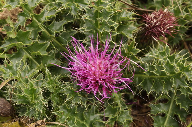 Dwarf Thistle (Cirsium acaule)