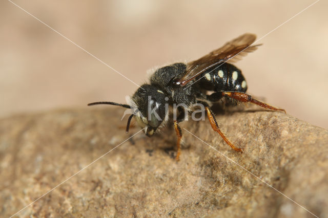 Anthidium lituratum