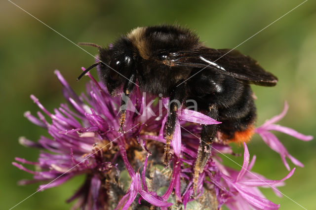 Hill cuckoo bee (Bombus rupestris)