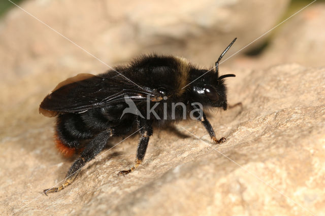 Rode koekoekshommel (Bombus rupestris)