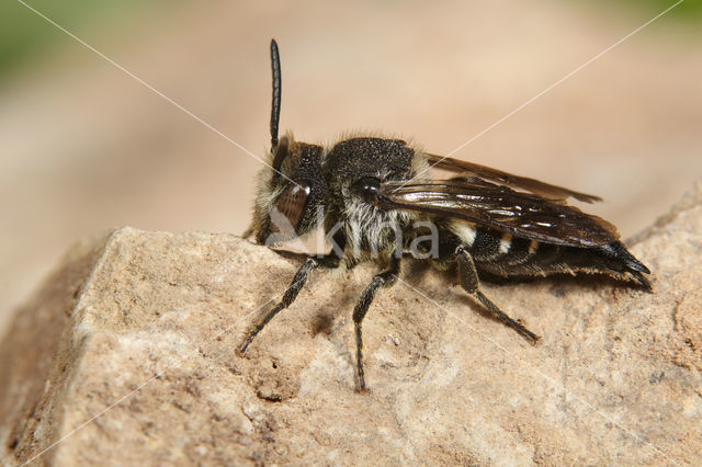 Duinkegelbij (Coelioxys mandibularis)