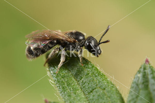 Lasioglossum griseolum