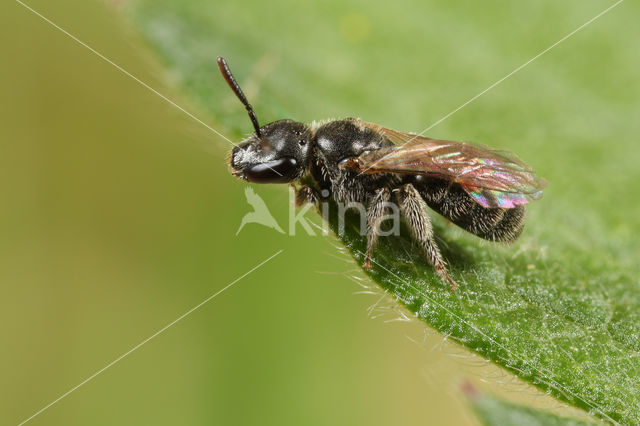 Lasioglossum griseolum