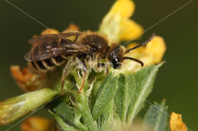 Rhophitoides canus
