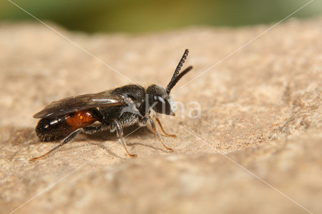 Sphecodes ephippius