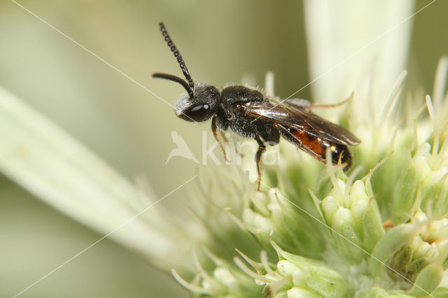 Brede Dwergbloedbij (Sphecodes crassus)