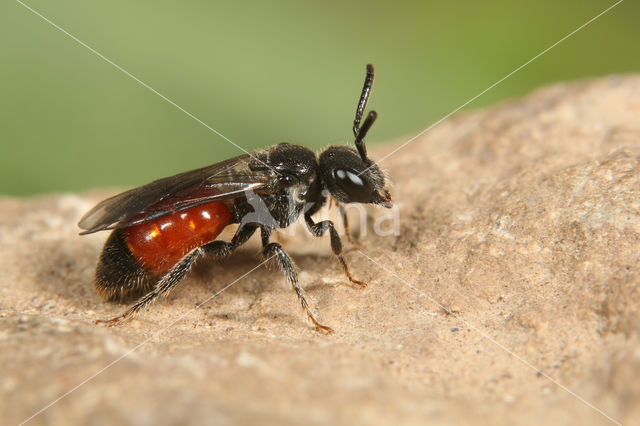 Lichte Bloedbij (Sphecodes hyalinatus)