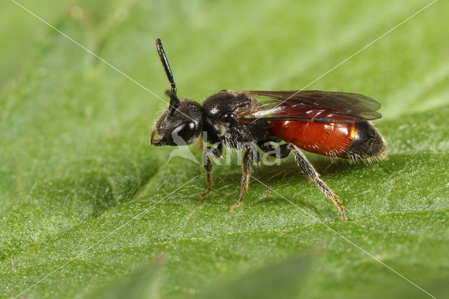 Lichte Bloedbij (Sphecodes hyalinatus)