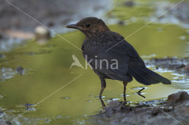 Eurasian Blackbird (Turdus merula)