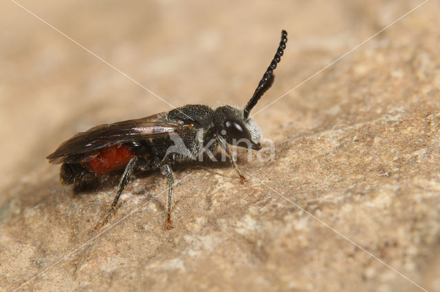 Dikkopbloedbij (Sphecodes monilicornis)