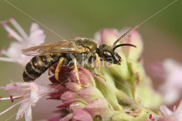 Halictus subauratus